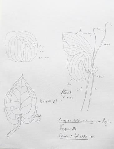 solomonensis_Kew_drawing.jpg