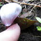 Fairy Lanterns - Corybas barbarae