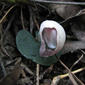 Fairy Lanterns - Corybas barbarae