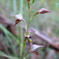 Large Mosquito Orchid - Acianthus fornicatus