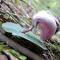 Fairy Lanterns - Corybas barbarae