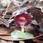 Corybas diemenicus (ii)