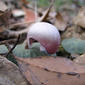 Fairy Lanterns - Corybas barbarae