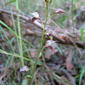 Large Mosquito Orchid - Acianthus fornicatus