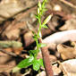 Green Elf Orchid - Acianthus amplexicaulis