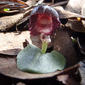 Corybas diemenicus (i)