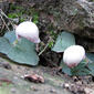 Fairy Lanterns - Corybas barbarae