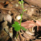 Green Elf Orchid - Acianthus amplexicaulis