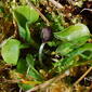 Corybas sulcatua