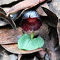 Corybas diemenicus