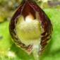 Corybas despectans flower - cropped.jpg