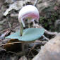 Fairy Lanterns - Corybas barbarae